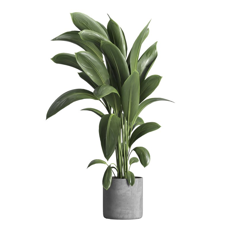 indoor plant 031 - Image 1