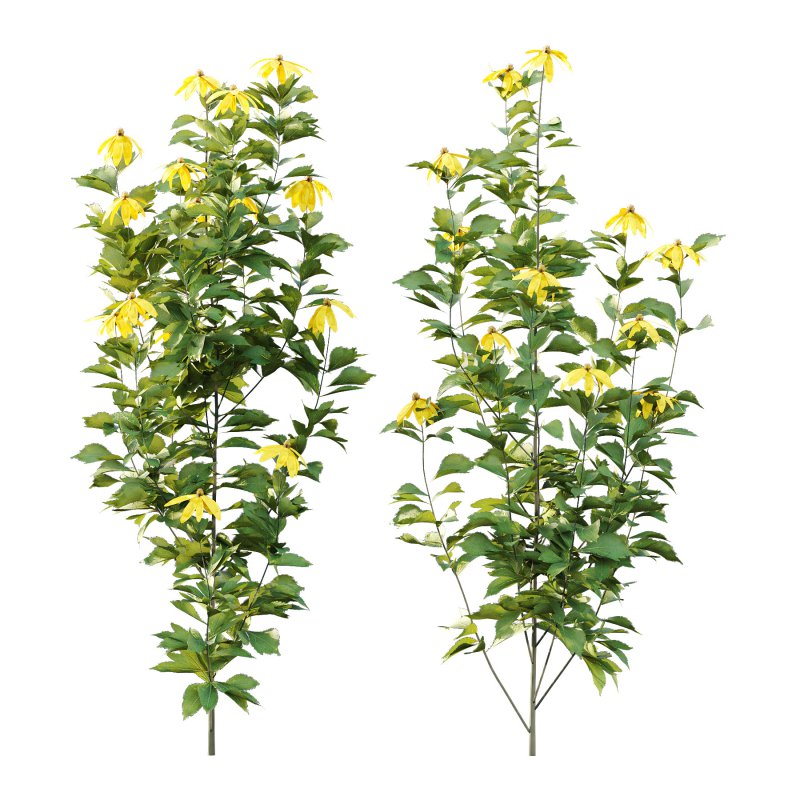 Different Grass 04 - Image 3