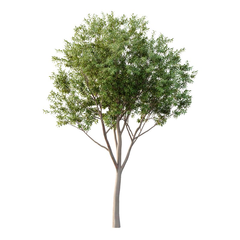 Water Gum Tree 04 - Image 3