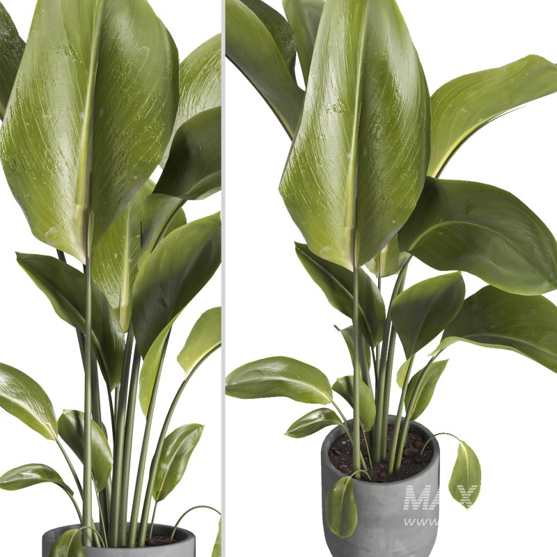 indoor plant 028 - Image 3