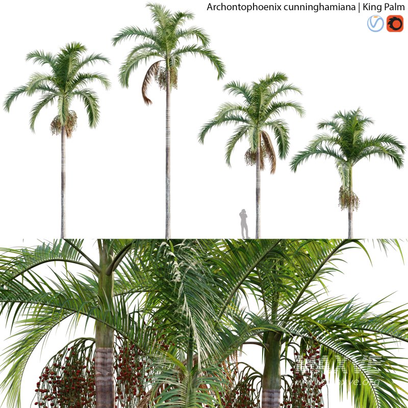 Archontophoenix cunninghamiana – King Palm – 01 - Image 1
