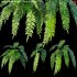 Phlebodium aureum – Blue Star Fern – 01 - Thumbnail 1