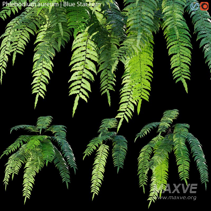 Phlebodium aureum – Blue Star Fern – 01 - Image 1