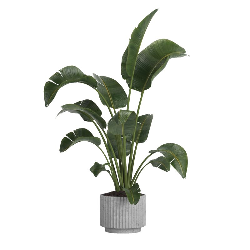 indoor plant 11 - Image 2