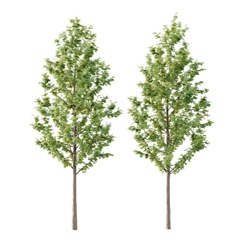 Acer Pseudoplatanus Tree 04 - Image 4