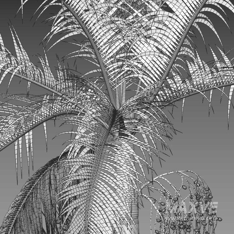 Archontophoenix cunninghamiana – King Palm – 01 - Image 3