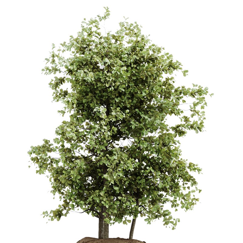 AV Indoor Plants Set 242 Euphorbia Sunshine and Wilsonii Olive and China Orange Tree and Ficus Elastica and Fittingly Elephant - Image 3