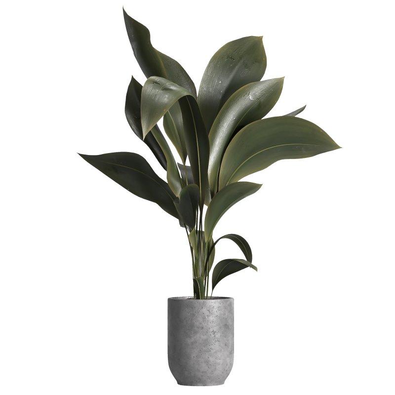 indoor plant 029 - Image 3