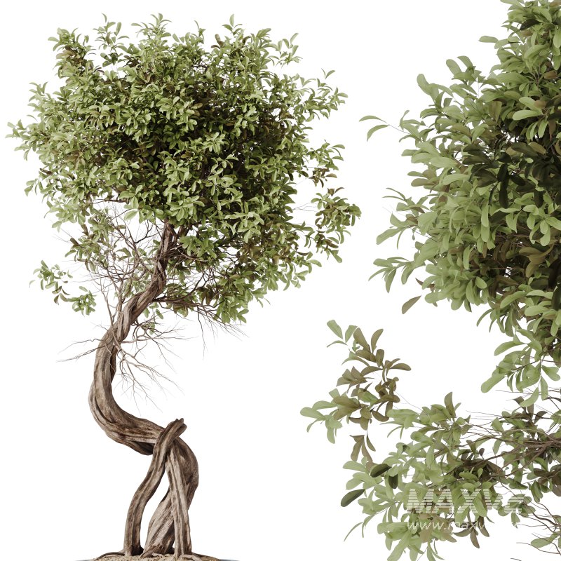 ntal delicacy. - Image 1