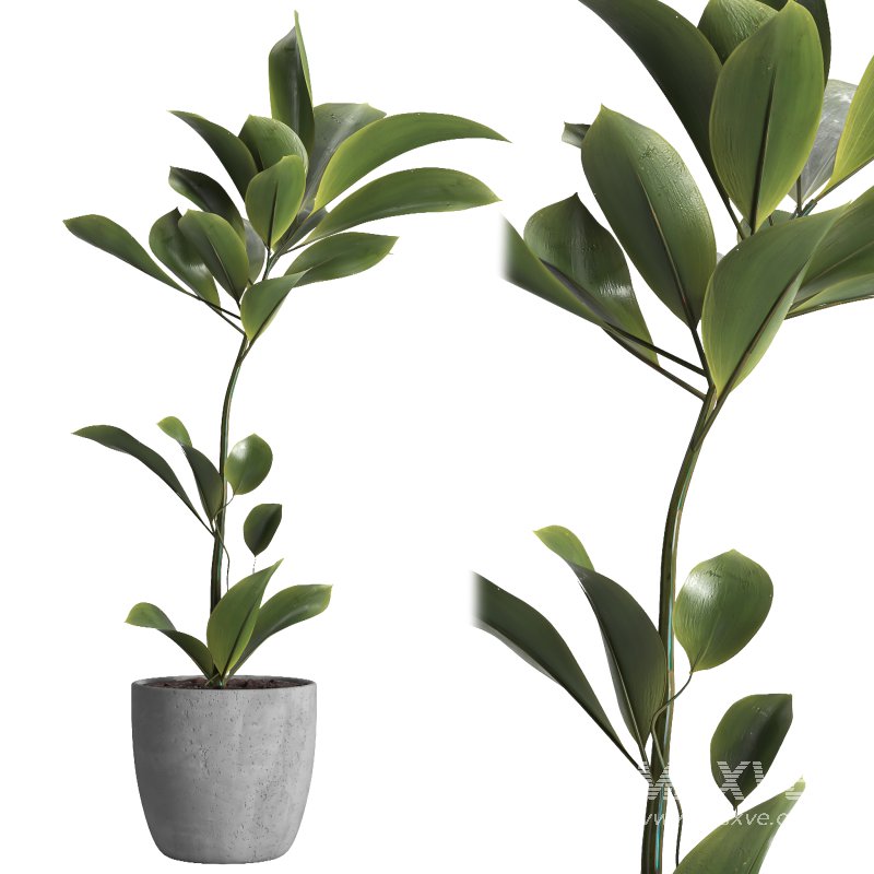 indoor plant 023 - Image 2