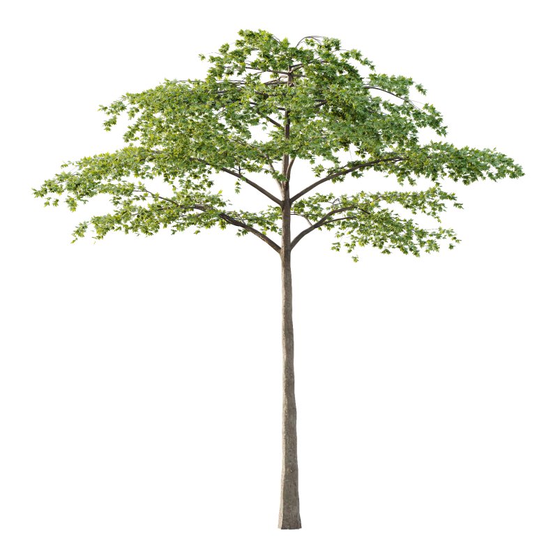 Acer Pseudoplatanus Tree 07 - Image 3
