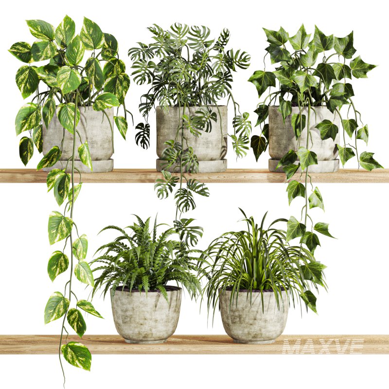 plants set on shelf - Image 1