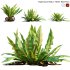 Asplenium nidus | Birds Nest Fern | 02 - Thumbnail 1