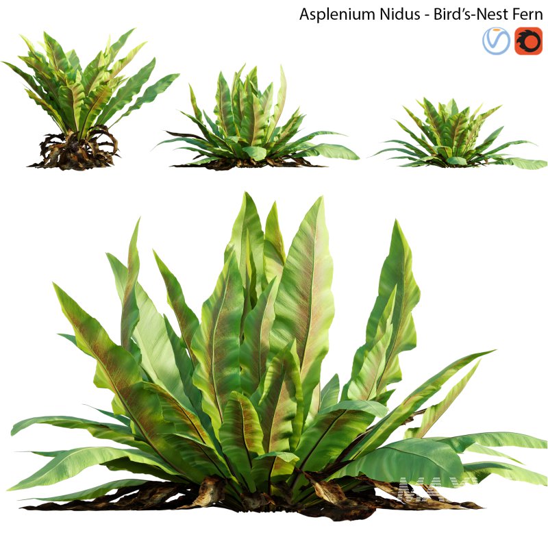 Asplenium nidus | Birds Nest Fern | 02 - Image 1