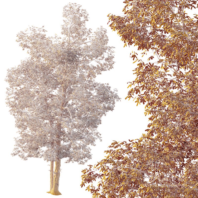 AV Plants Carya Glabra Ovalis Caryer Rouge Hickory04 - Image 4