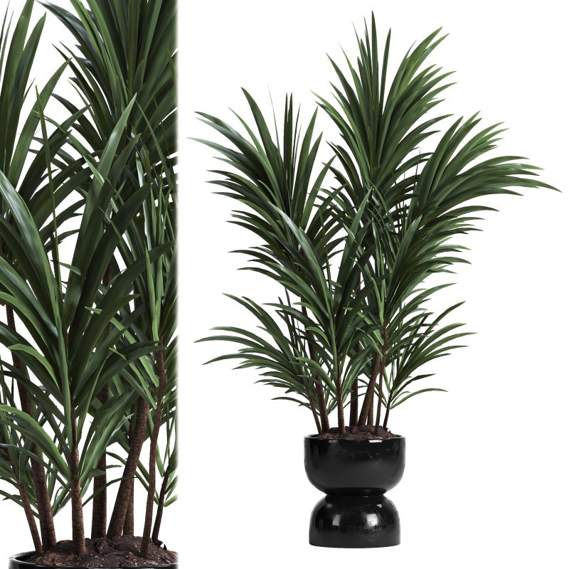 indoor plant 019 - Image 1