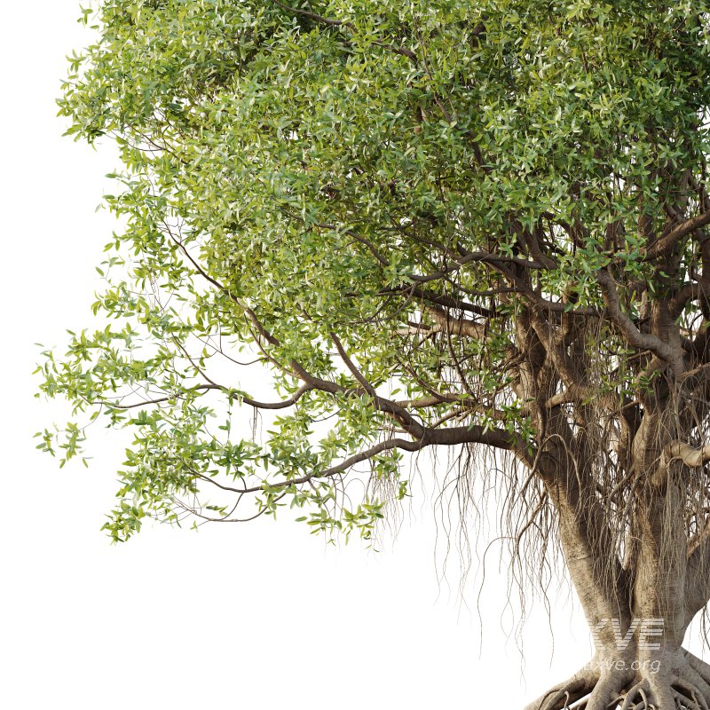 AV Plants Mangrove Gray Avicennia Marina03 - Image 1
