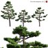 Pinus thunbergiana – Pinus thunbergii – Japanese Black Pine 03 - Thumbnail 1