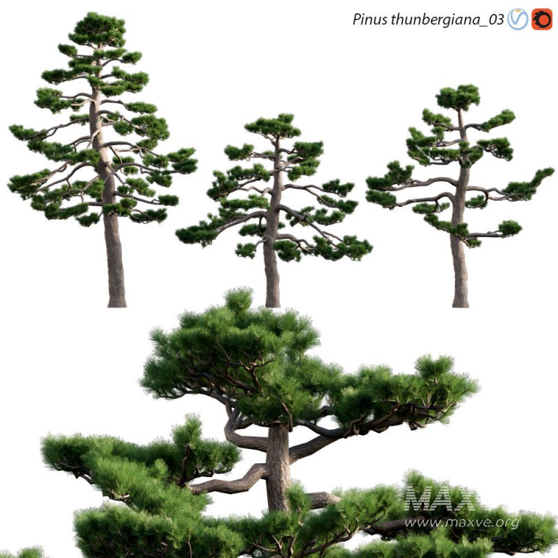 Pinus thunbergiana – Pinus thunbergii – Japanese Black Pine 03 - Image 1