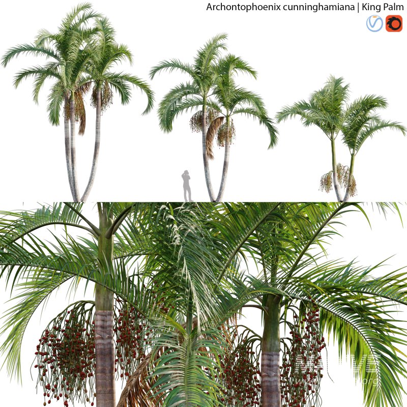 Archontophoenix cunninghamiana – King Palm – 01 - Image 1