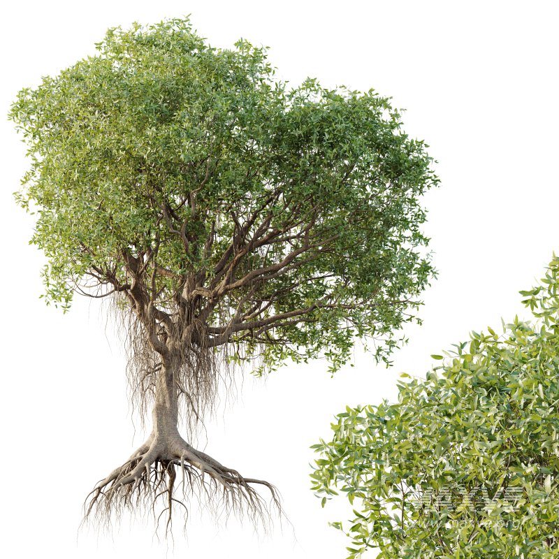 AV Plants Mangrove Gray Avicennia Marina - Image 2