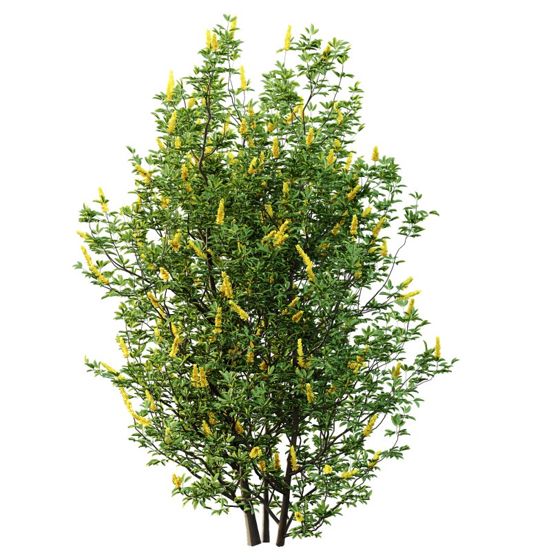 romneya coulter Argyrocytisus battandieri Tibouchina Semidecandra Plant - Image 4