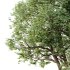 AV Plants Celtis laevigata Sugarberry Hackberry02 - Thumbnail 2