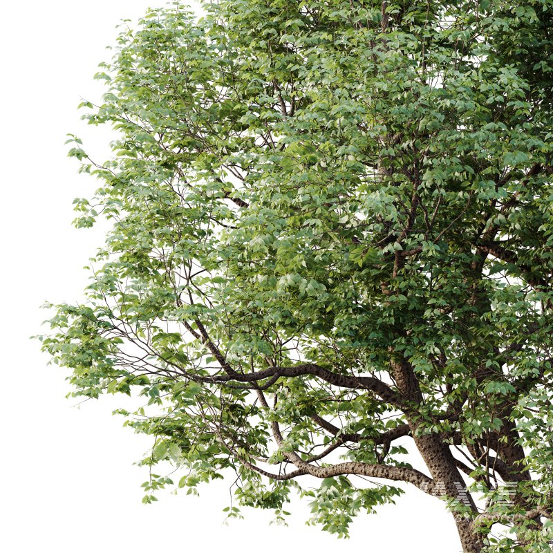 AV Plants Celtis laevigata Sugarberry Hackberry02 - Image 2