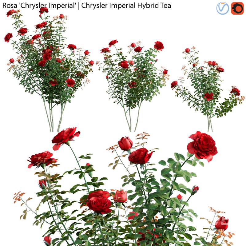 Rose | Rosa Chrysler Imperial | Chrysler Imperial Hybrid Tea 02 - Image 1