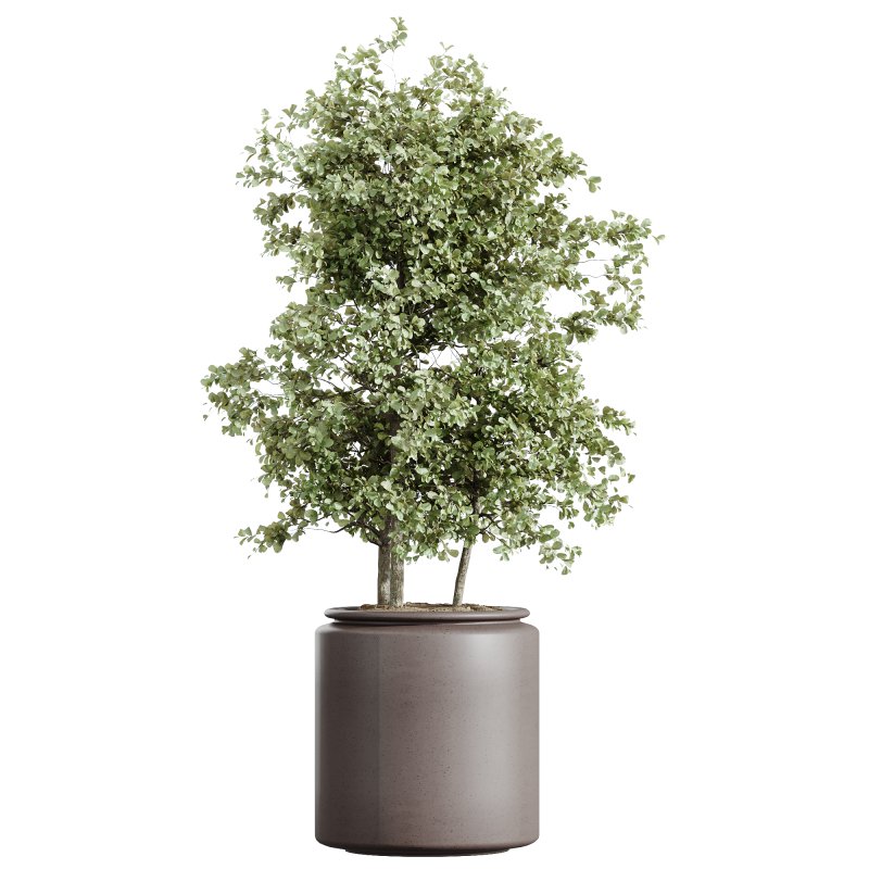 AV Indoor Plants Set 243 Swiss Cheese and Mission Olive and Bird Of Paradise and Ficus African Fig - Image 5