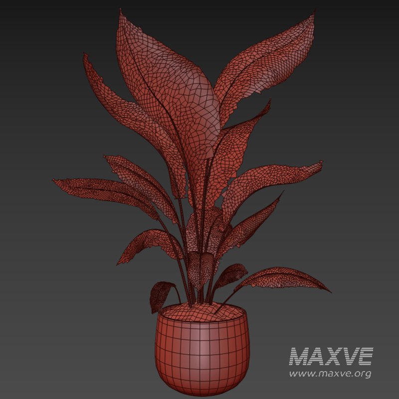 Indoor plant 016 - Image 4