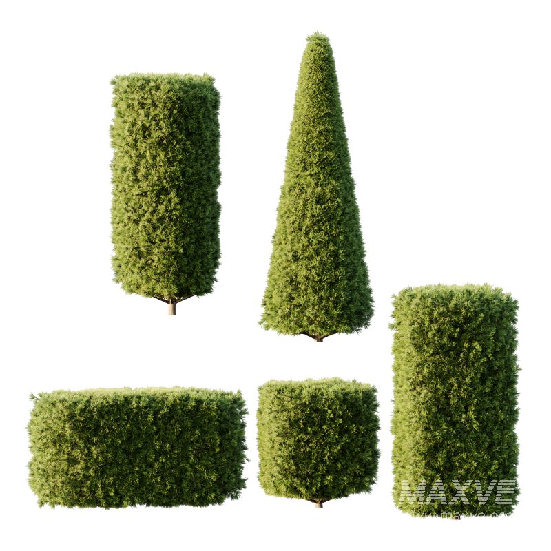 Pinus Mugo Bush002 - Image 4