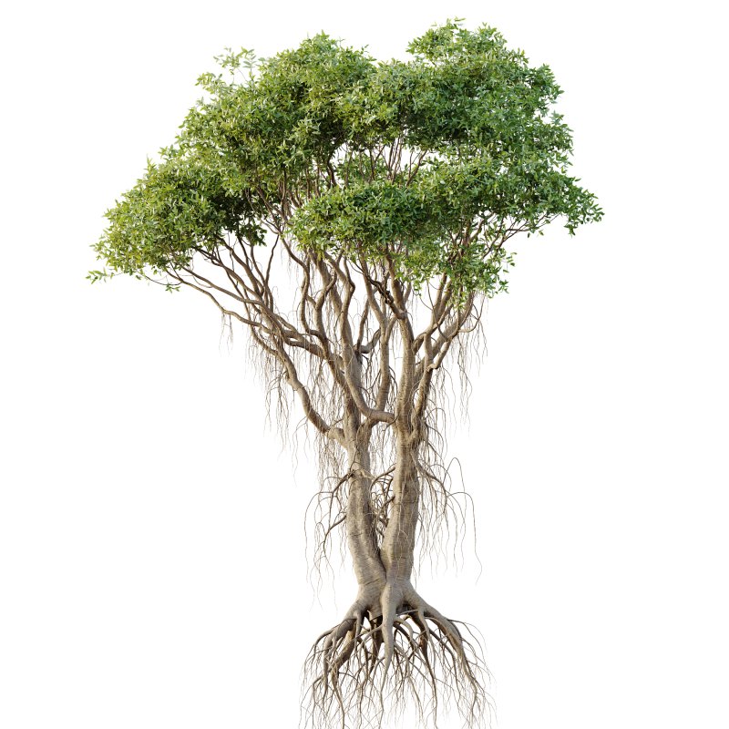 AV Plants Mangrove Gray Avicennia Marina06 - Image 1