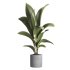 indoor plant 020 - Thumbnail 2