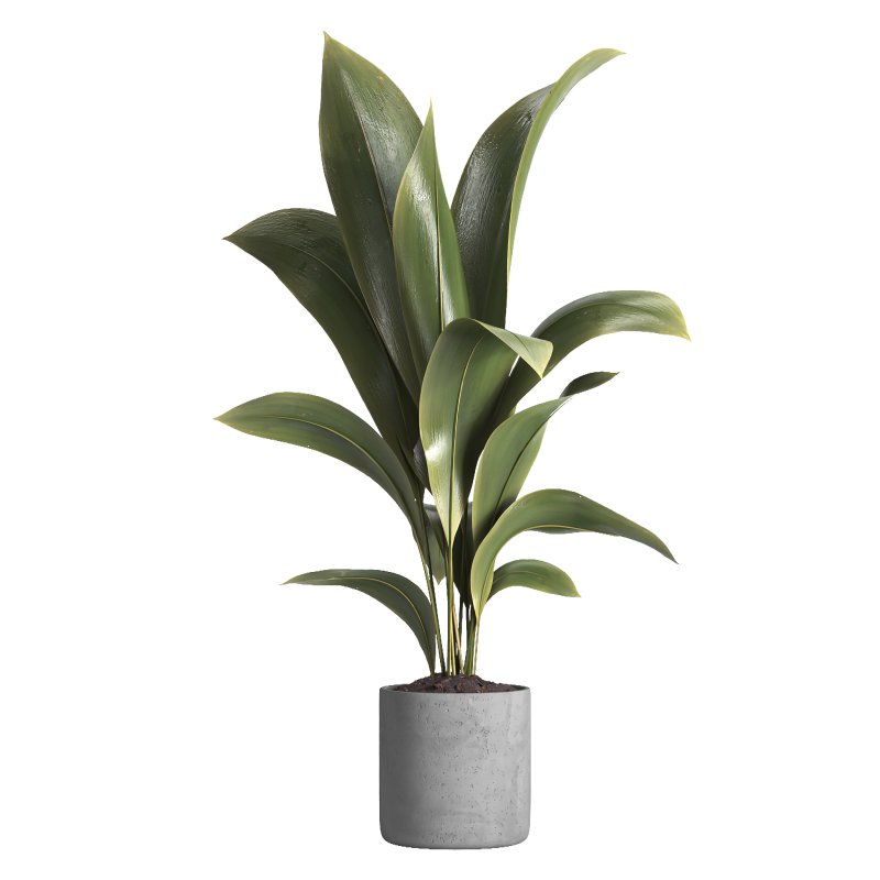 indoor plant 020 - Image 2