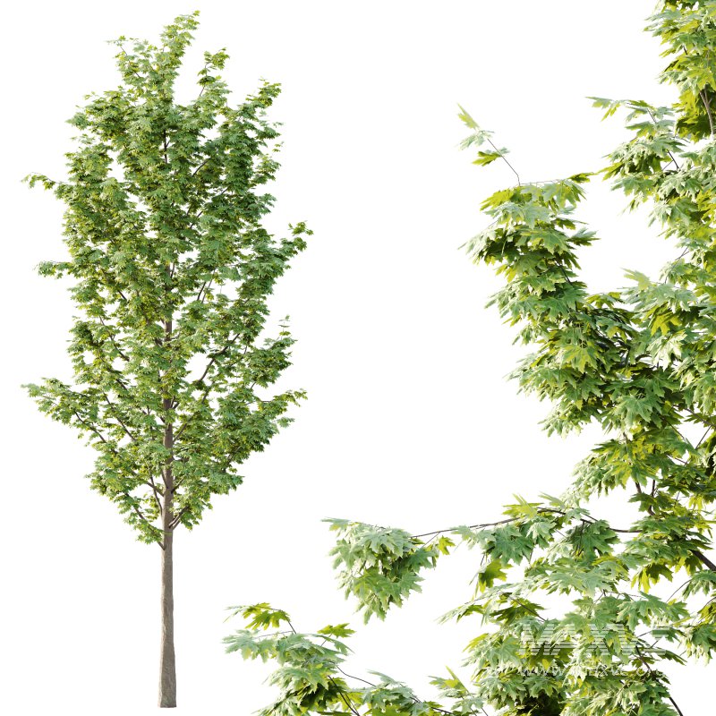 Acer Pseudoplatanus Tree 04 - Image 2