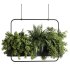 Indoor plants- Hanging Plants in Box- set178 - Thumbnail 3