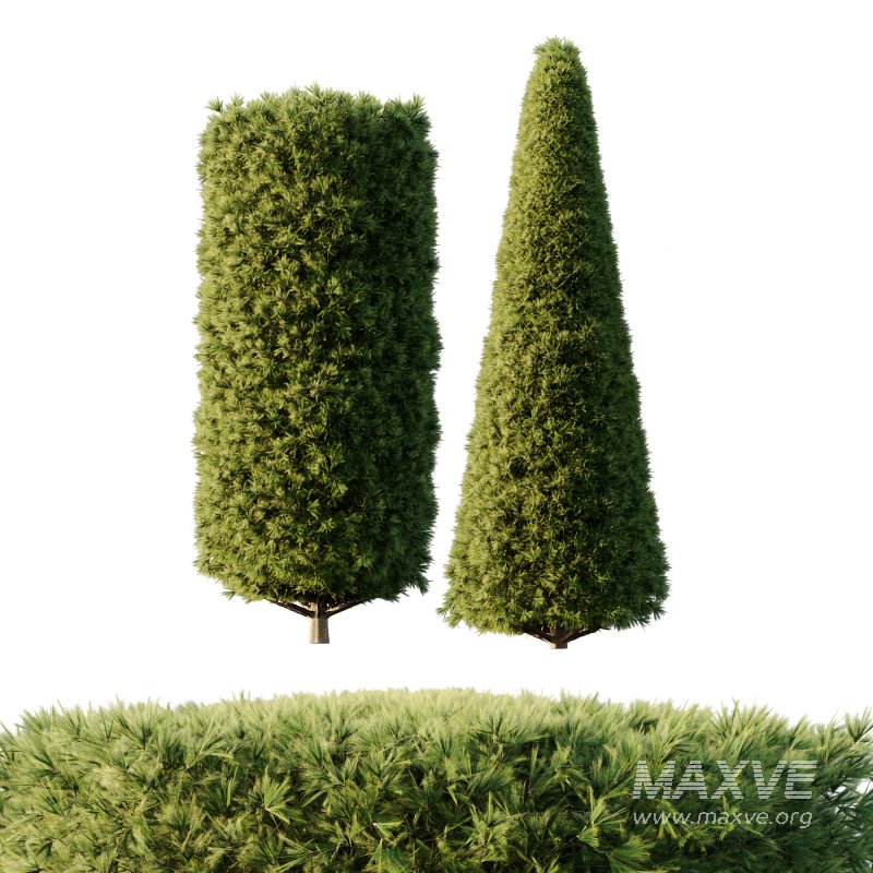 Pinus Mugo Bush002 - Image 6