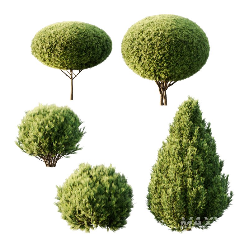 Pinus Mugo Bush0022 - Image 3