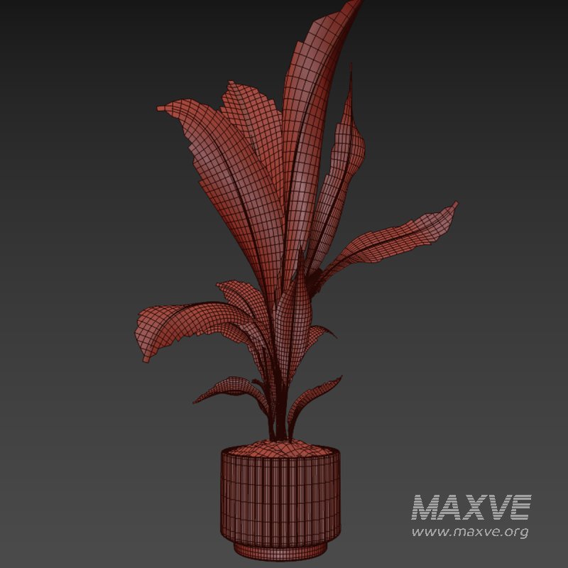 indoor plant 026 - Image 4