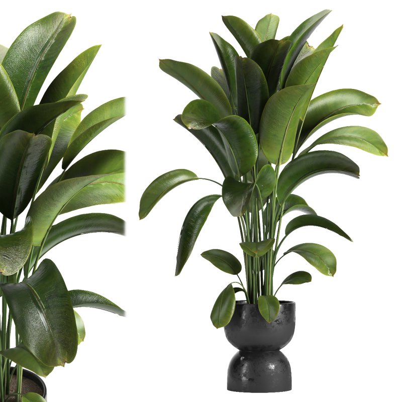 Indoor plant 012 - Image 3