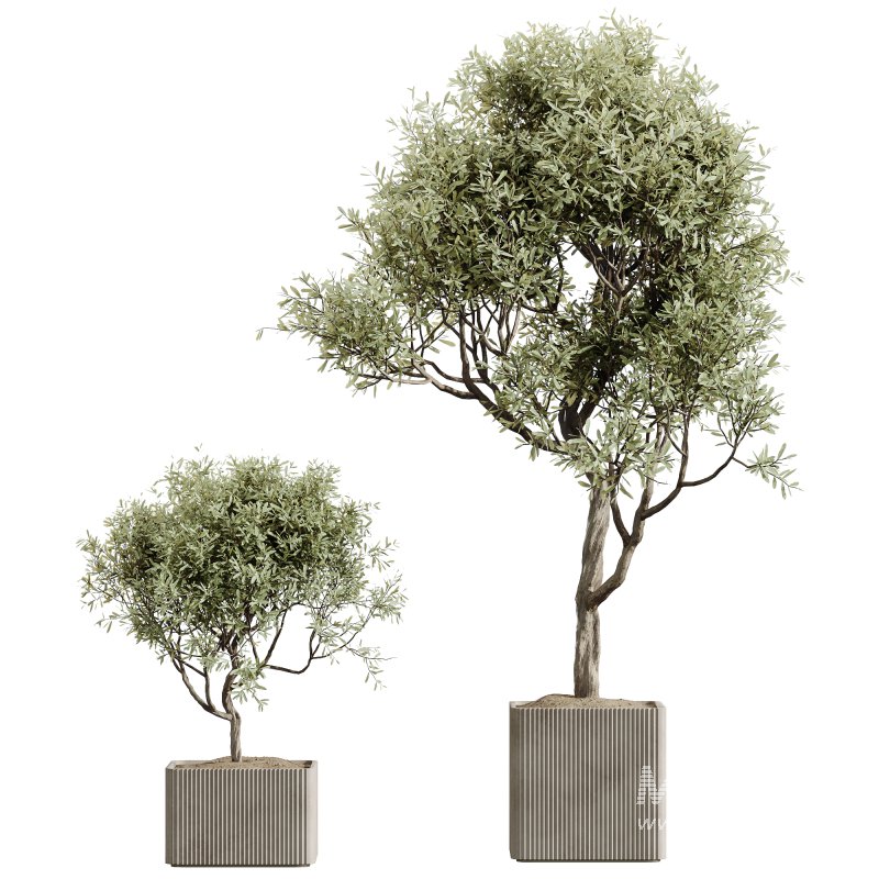 AV Indoor Plants Set 239 Mission Chemlali Olive Spineless Palm Lemon Cane Paradise - Image 4