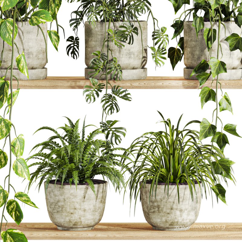 plants set on shelf - Image 2