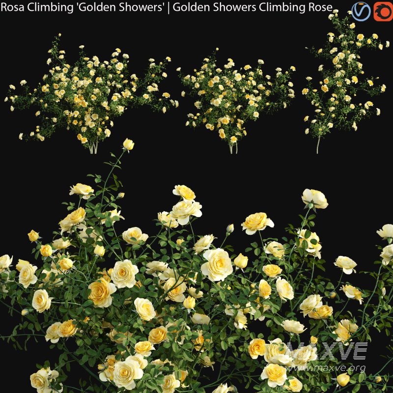 Rosa Climbing Golden Showers – Golden Showers Climbing Rose 01 - Image 1