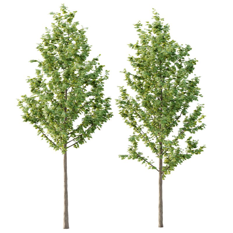 Acer Pseudoplatanus Tree 04 - Image 1