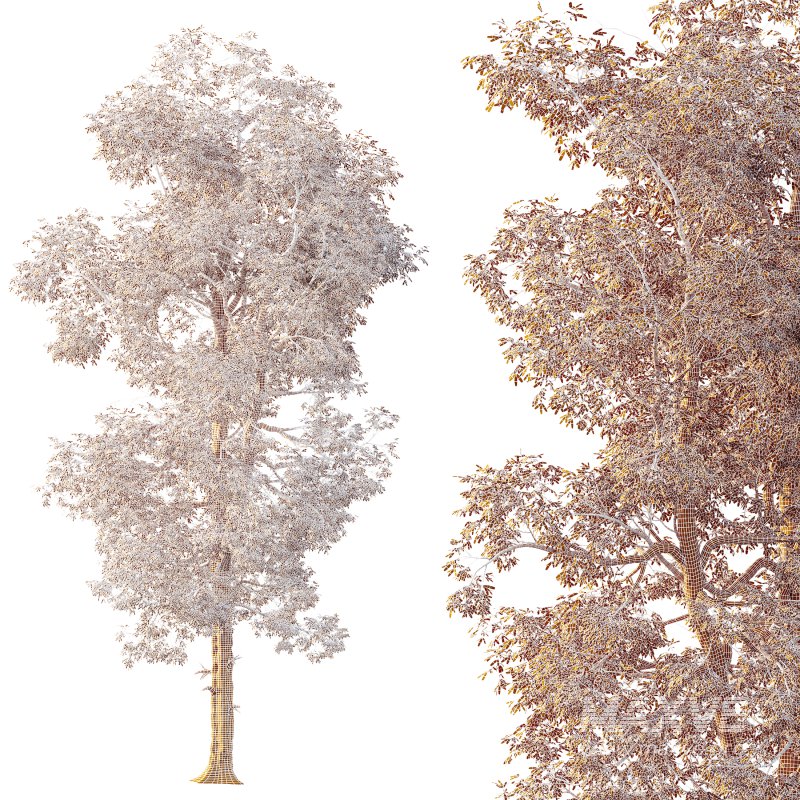 AV Plants Carya Glabra Ovalis Caryer Rouge Hickory02 - Image 4