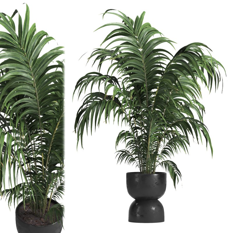 Indoor plant 013 - Image 1