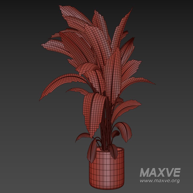 indoor plant 031 - Image 5