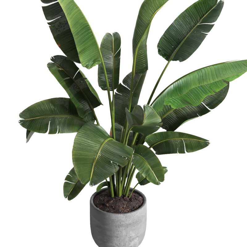 indoor plant 030 - Image 4