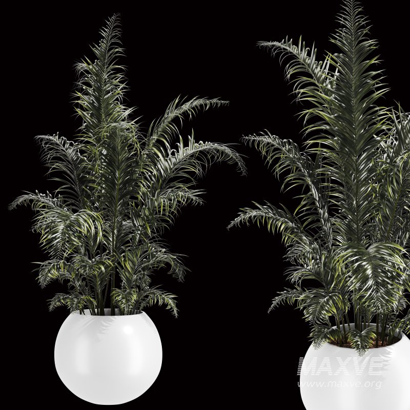 Indoor Plant Set 003 - Image 8